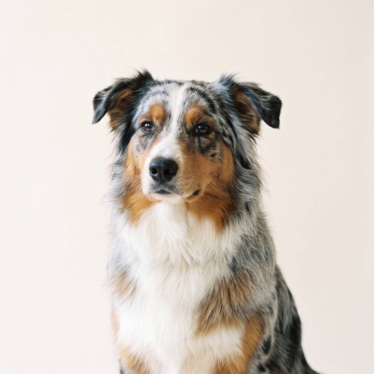 Australian Shepherd studio portrait on a cream backdrop