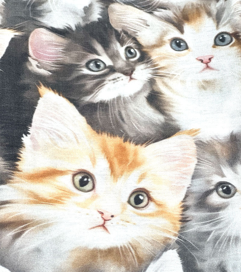 Maine Coon Cat - Scarf