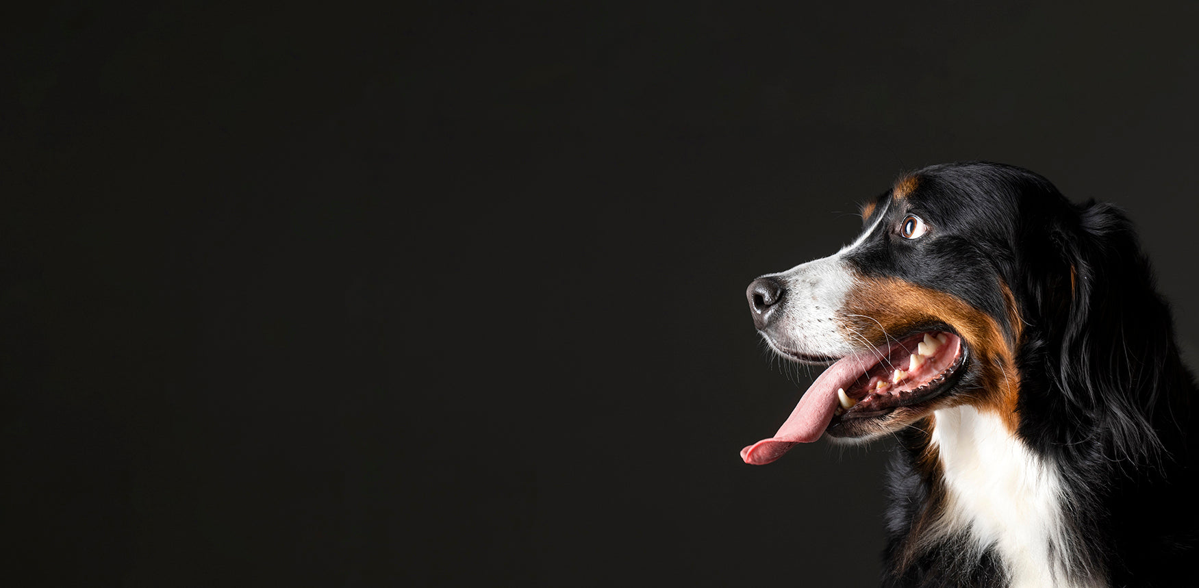 Dog with black, white and brown coat with a black background